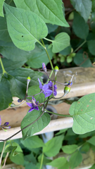 Solanum dulcamara