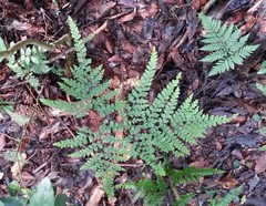 Adiantum formosum