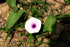 Ipomoea aquatica