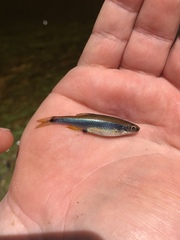 Pteronotropis hypselopterus