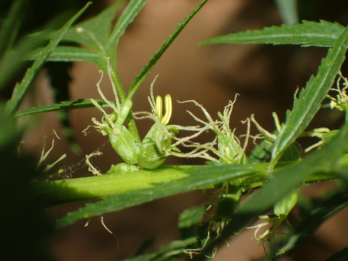 Durango root (Datisca glomerata)