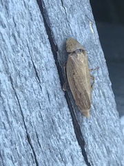 Negosiana fraterna