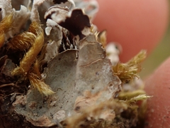 Peltigera tereziana
