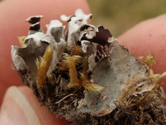 Peltigera tereziana
