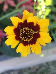 Coreopsis basalis