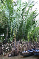 Nypa fruticans