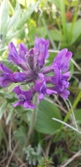 Oxytropis erecta