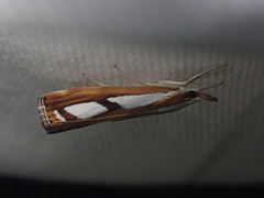 Catoptria permutatellus