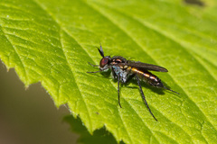 Rhaphium