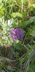 Oxytropis erecta
