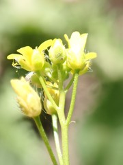 Draba albertina