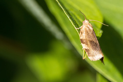 Choristoneura fractivittana