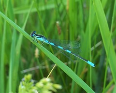 Coenagrion resolutum