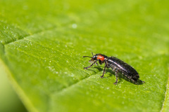 Placopterus thoracicus