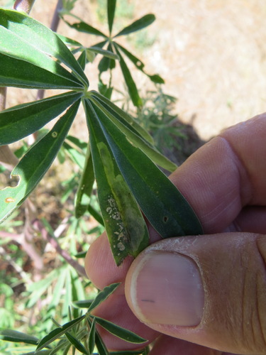 Pegomya tinctisquama