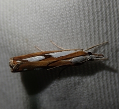 Catoptria permutatellus
