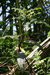 Acanthus ilicifolius