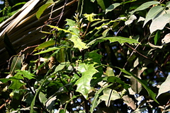 Acanthus ilicifolius