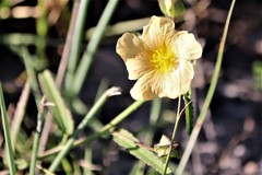 Sida lindheimeri