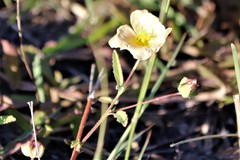 Sida lindheimeri