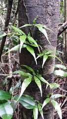Arthropteris tenella