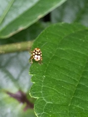 Cryptocephalus perelegans