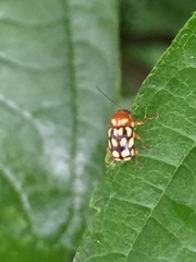 Cryptocephalus perelegans