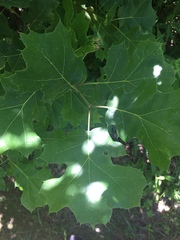 Quercus acerifolia