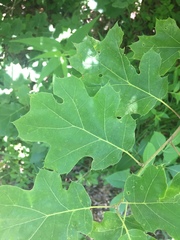 Quercus acerifolia