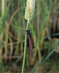 Amphiagrion