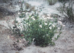 Xanthosia rotundifolia