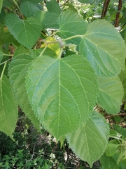 Morus celtidifolia