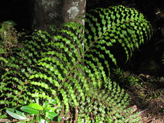Blechnum novae-zelandiae