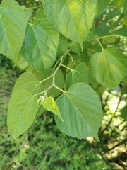 Morus celtidifolia