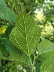 Morus celtidifolia