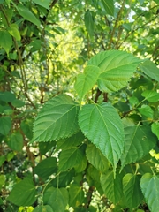 Morus celtidifolia