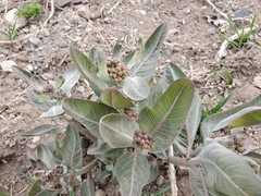 Asclepias hallii