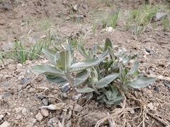 Asclepias hallii
