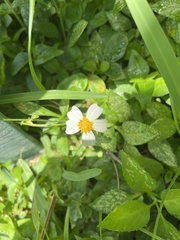 Bidens alba