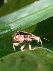 Dermatoxenus caesicollis