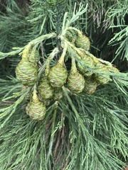 Sequoiadendron giganteum