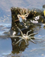Dolomedes triton