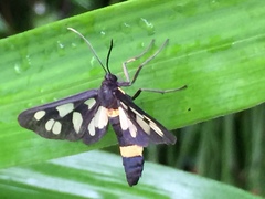 Amata fortunei