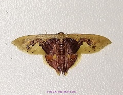 Idaea flavicosta