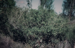 Melaleuca densa