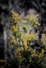 Synaphea polymorpha