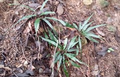 Asplenium attenuatum
