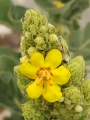 Verbascum