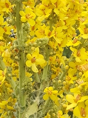 Verbascum