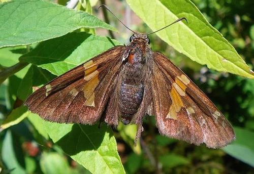 Silver-spotted Skipper, photo 9 of 10
